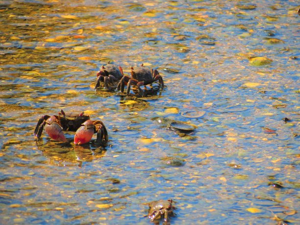 海滩上的螃蟹。图片下载