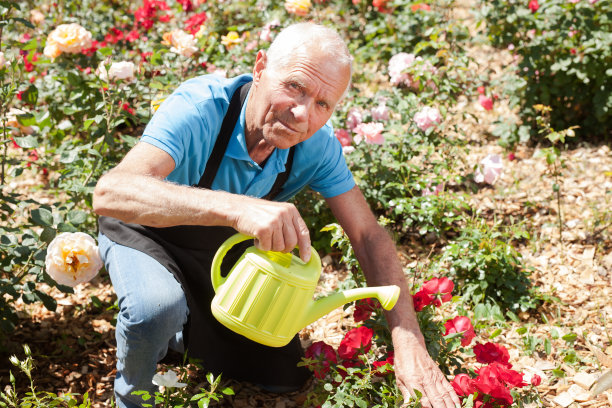 男性照顾和浇水玫瑰图片下载