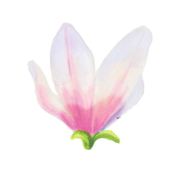 白色的玉兰花。植物插图。春天的花。美丽的水彩插图设计的明信片，邀请，婚礼和假日装饰。图片下载