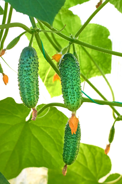 黄色花朵上的绿色黄瓜。温室里树枝上的新鲜黄瓜。枝条上的新鲜小黄瓜。越来越多的黄瓜图片下载