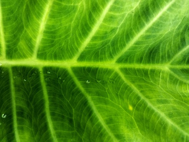 绿色背景图片下载