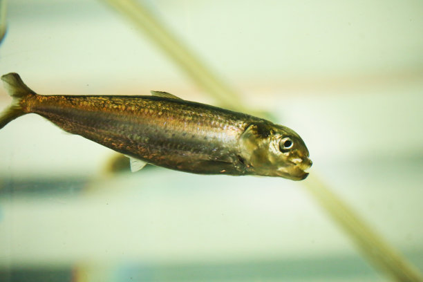 美丽的咸水鱼图片下载