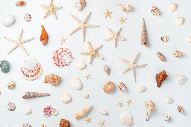 白色背景上有不同形状和颜色的贝壳、蛤和海星图片下载