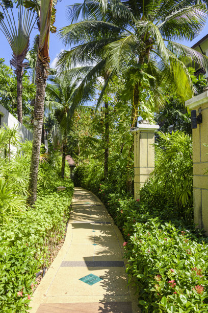 一棵棕榈树的叶子映衬着蔚蓝的天空，还有一条小路，泰国图片下载