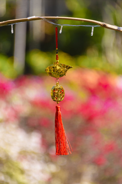 泰国普吉岛卡塔海滩，中国农历新年，室外花园的树枝上挂着红色和金色的好运装饰图片下载