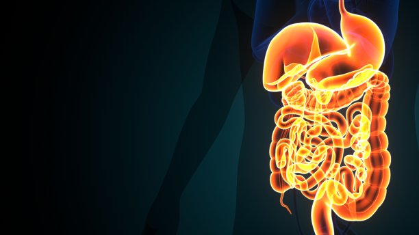 人体消化系统胃解剖三维插图。图片下载