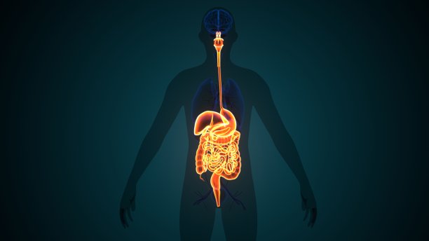 人体消化系统胃解剖三维插图。图片下载