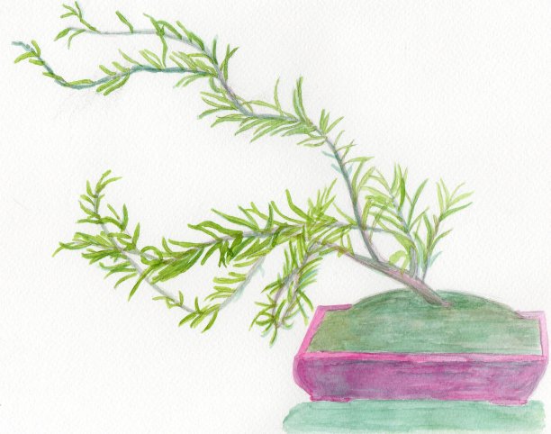 水波风格牛膝盆景插图图片下载