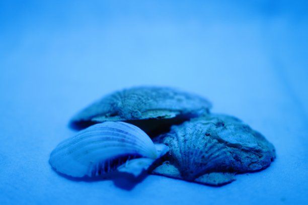 水下贝壳图片下载