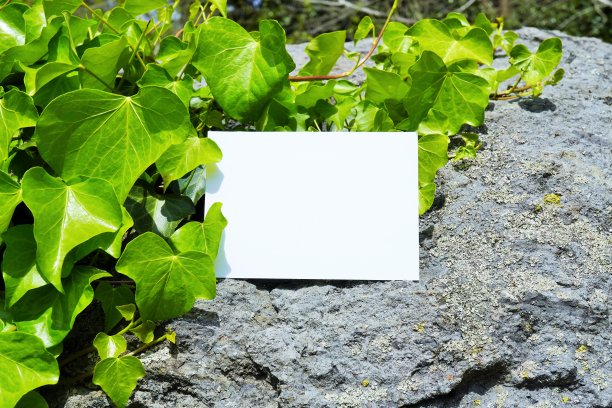 模型的空白矩形框架和新鲜的绿色常青藤在石头上图片下载
