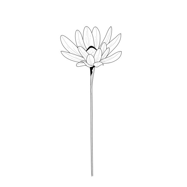 一种花的植物学插图。矢量黑白插图。植物的花。图片下载