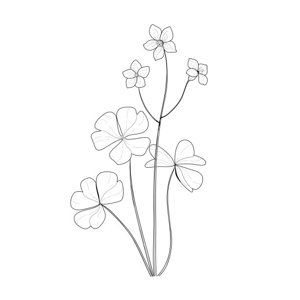 一种花的植物学插图。矢量黑白插图。植物的花。图片下载