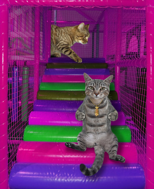 猫在操场上玩耍图片下载