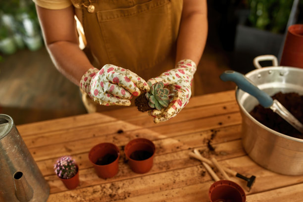 女孩正在往地里移植植物图片下载