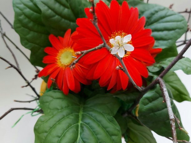 红色非洲菊室内植物图片下载