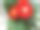 红色非洲菊室内植物图片下载