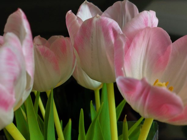 粉色束郁金香图片下载