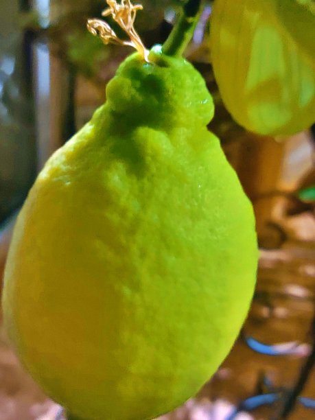 有柠檬的柠檬植物图片下载