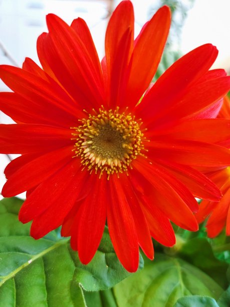 红色非洲菊室内植物图片下载