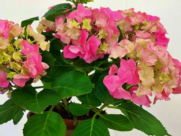 绣球室内植物图片下载