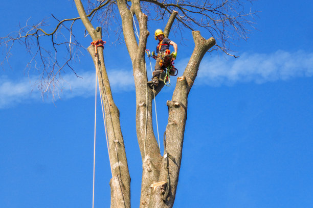 树木外科医生，树木学家在榆树的树冠上工作，索绳，向下看，检查他的设备。图片下载