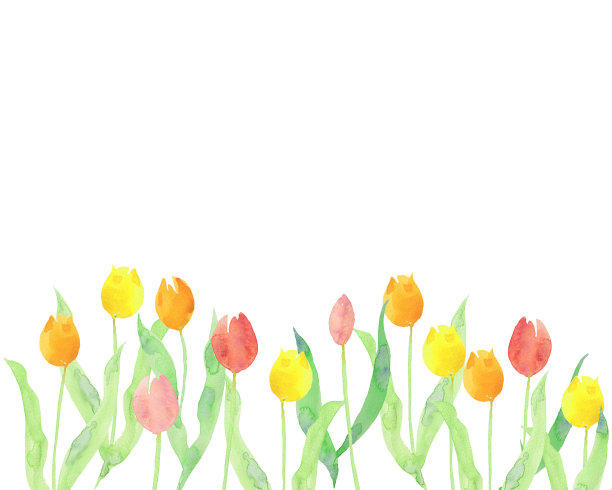 用水彩画的郁金香花图片下载