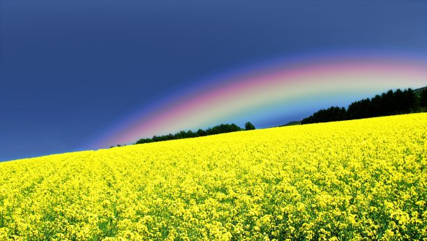 油菜花盛开的美景图片下载