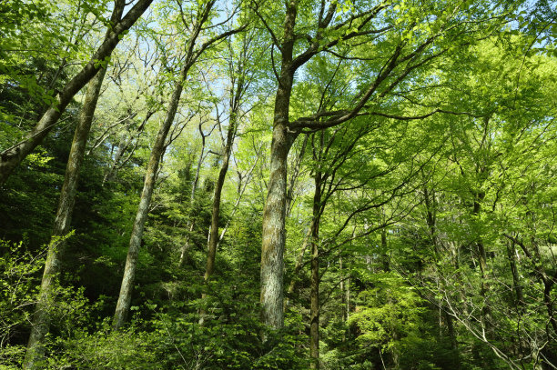 高雄山(2021年春天)，八前寺，日本东京图片下载