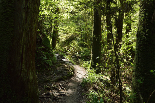 高雄山(2021年春天)，八前寺，日本东京图片下载