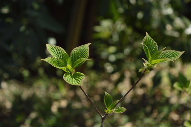 高雄山(2021年春天)，八前寺，日本东京图片下载