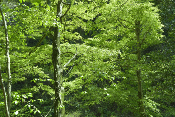 高雄山(2021年春天)，八前寺，日本东京图片下载