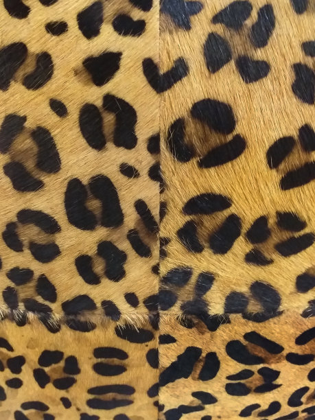 豹皮背景，天然橙色毛皮带黑色斑点。野生非洲动物皮肤图案。野生毛皮织物抽象背景。动物印花，毛皮纹理背景。全框动物毛织物。图片下载