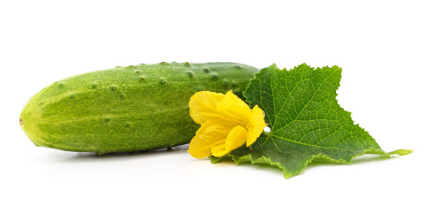 带叶和花的绿色黄瓜。图片下载