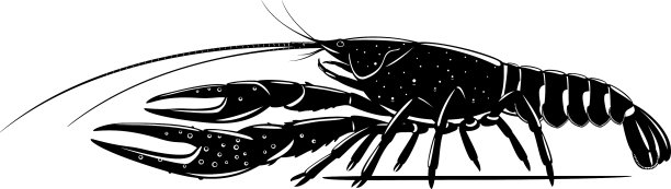 黑色和白色的红沼泽小龙虾图片下载