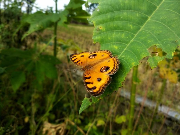 蝴蝶的动物图片下载
