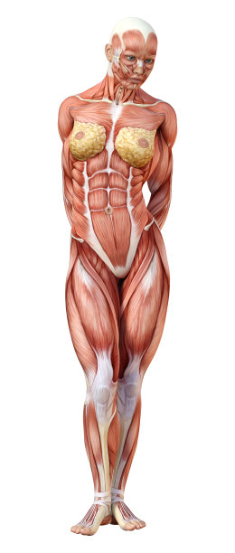 3D插图女性数字与肌肉地图上的白色图片下载