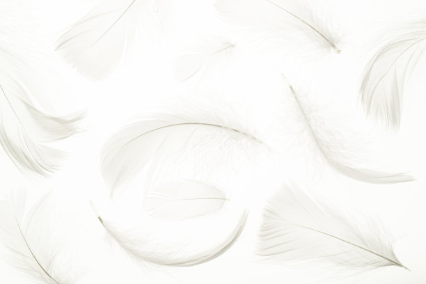 羽毛图案的概念。彩色蜡笔天使羽毛特写纹理在白色背景微距摄影，软焦点。艺术形象优雅，表现自然的脆弱。副本的空间。图片下载