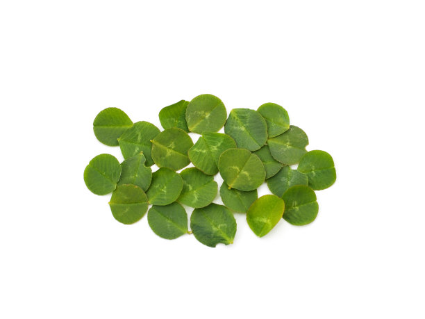 很多绿三叶草。图片下载