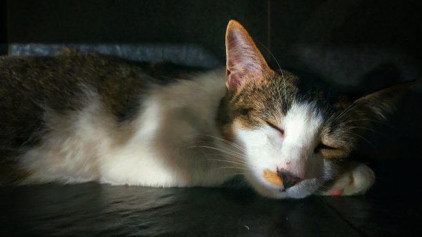 睡觉的猫图片下载