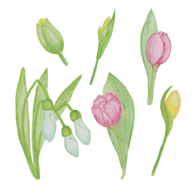 水彩画水仙，雪花花郁金香，水仙，雪花花春天，植物园，花园。图片下载