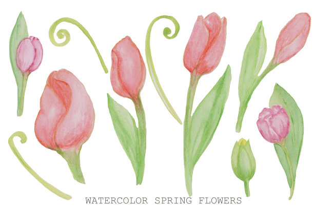 水彩插图花郁金香和花束花卉春天植物学。夏日作文，花园。集花。图片下载