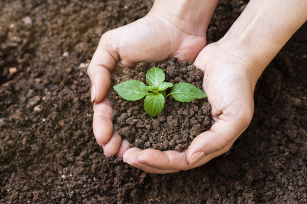 手握树苗在土壤表面图片下载