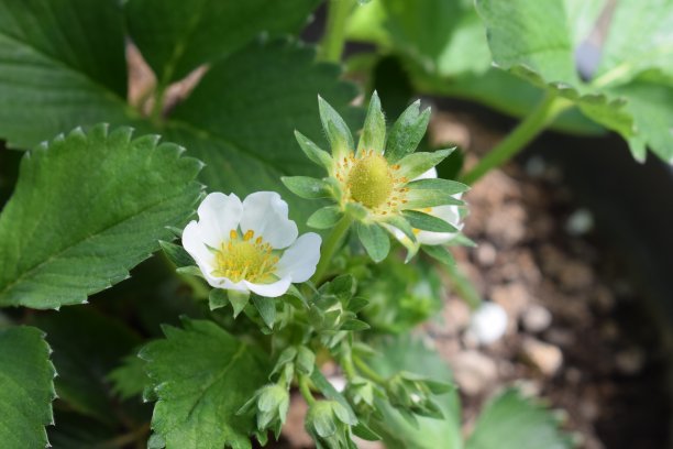 盛开的strawbeery植物图片下载