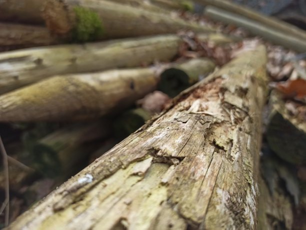 木头,特写图片下载