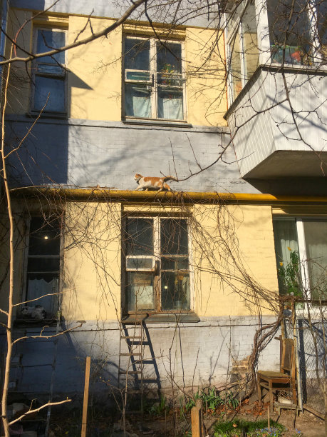 旧建筑院子里的猫基辅图片下载