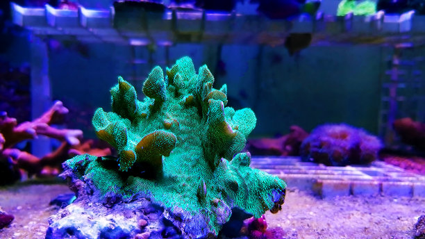 仙人掌状的图片下载