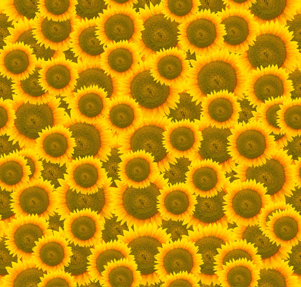 无缝图案与向日葵，背景来自向日葵图片下载