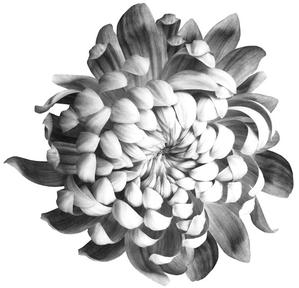 花蓝菊花。孤立在白色背景上的花。裁剪路径没有阴影。特写镜头。大自然。图片下载