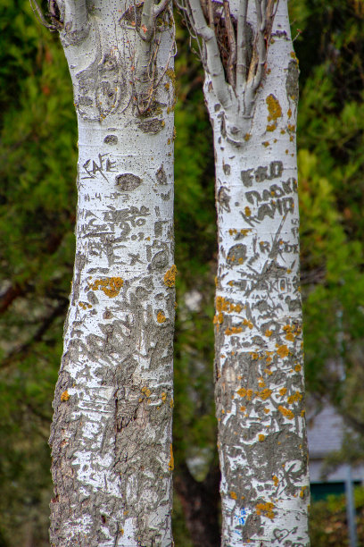 一些树干的细节图片下载