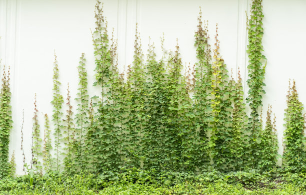 在白色上孤立的常青藤叶子图片下载